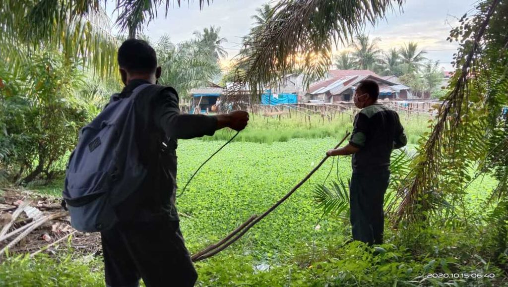 Petugas BKSDA Sumatera Barat memasang jerat tali untuk menangkap buaya muara di sebuah genangan air di Nagari Air Bangis, Kecamatan Sungai Beremas, Pasaman Barat, Sumbar, Kamis (15/10/2020). Empat buaya muara sering muncul ke permukiman beberapa pekan terakhir dan meresahkan sebagian warga.