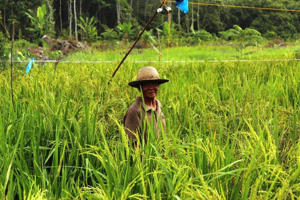Emek (65), anggota Kelompok Tani Parit Pemerintah, berjalan di antara padi yang sudah ditanam pada Sabtu (8/10/2022). Ia hanya satu dari belasan orang yang tetap menanam padi meski sebelumnya belum pernah bersawah.