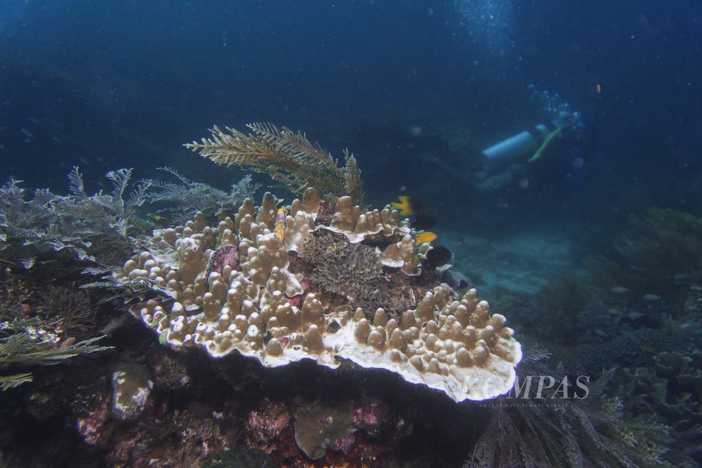 Keragaman biota di lokasi selam Melissa's Garden di perairan Pulau Arborek, Raja Ampat, Papua Barat, Senin (31/5/2021). Pesona alam bawah laut menjadi daya tarik utama bagi sektor wisata Raja Ampat.