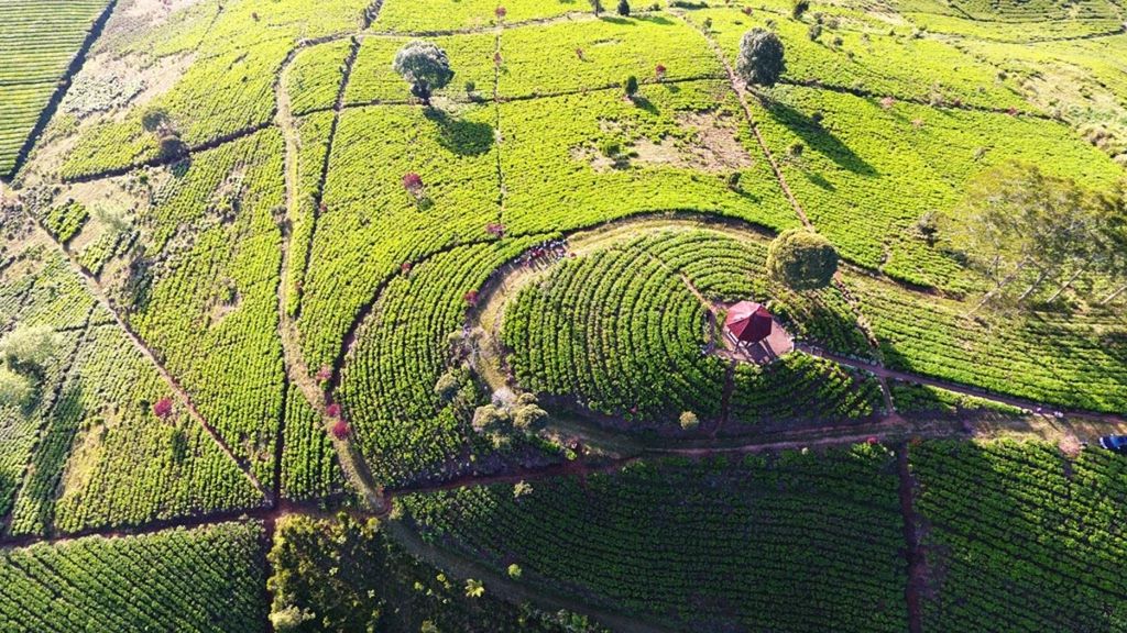 Hamparan bentang alam bak karpet hijau beralur di perkebunan teh Malabar, Pangalengan, Kabupaten Bandung, Jawa Barat yang juga dikunjungi warga sebagai tempat wisata untuk mengamati panorama matahari terbit, Sabtu (22/6/2019).