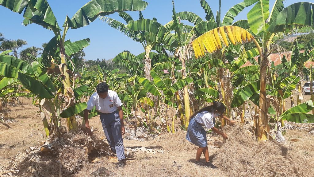 Ilustrasi: Setiap siswa di Sekolah Menengah Atas Negeri 2 Fatuleu Barat, Kabupaten Kupang, Nusa Tenggara Timur, membersihkan kebun pisang, Minggu (8/8/2021). Setiap siswa bertanggung jawab pada pohon yang ditanam.
