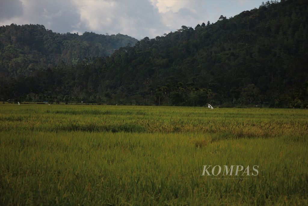 Hamparan sawah di Tangse, Kabupaten Pidie, Aceh, Kamis (2/2/2023). Tangse dikenal sebagai daerah pertanian.