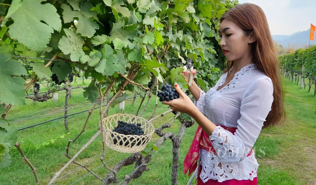 Pengunjung memetik anggur di kebun anggur Hatten Wines di Desa Sanggalangit, Bali, Kamis (2/11/2023), saat festival panen dan peluncuran produk <i>wine </i>edisi terbatas Chenin Blanc.