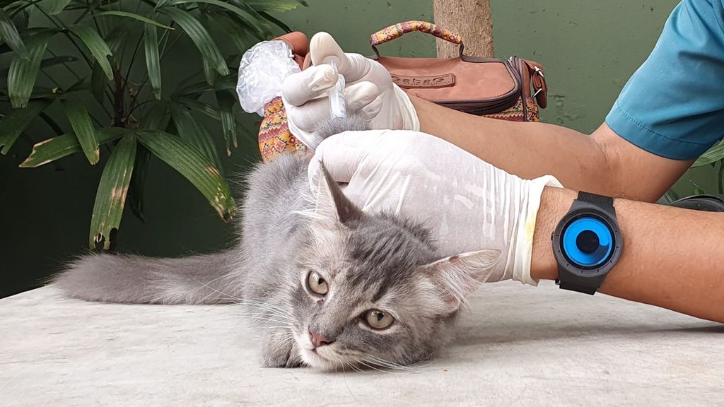 Seorang dokter hewan dari Dinas Ketahanan Pangan, Kelautan, dan Pertanian (DKPKP) DKI Jakarta, Samsul Arifin, menyuntikkan vaksin rabies kepada seekor kucing di Taman Pasar Ciplak, Karet Kuningan, Setiabudi, Jakarta Selatan. 
