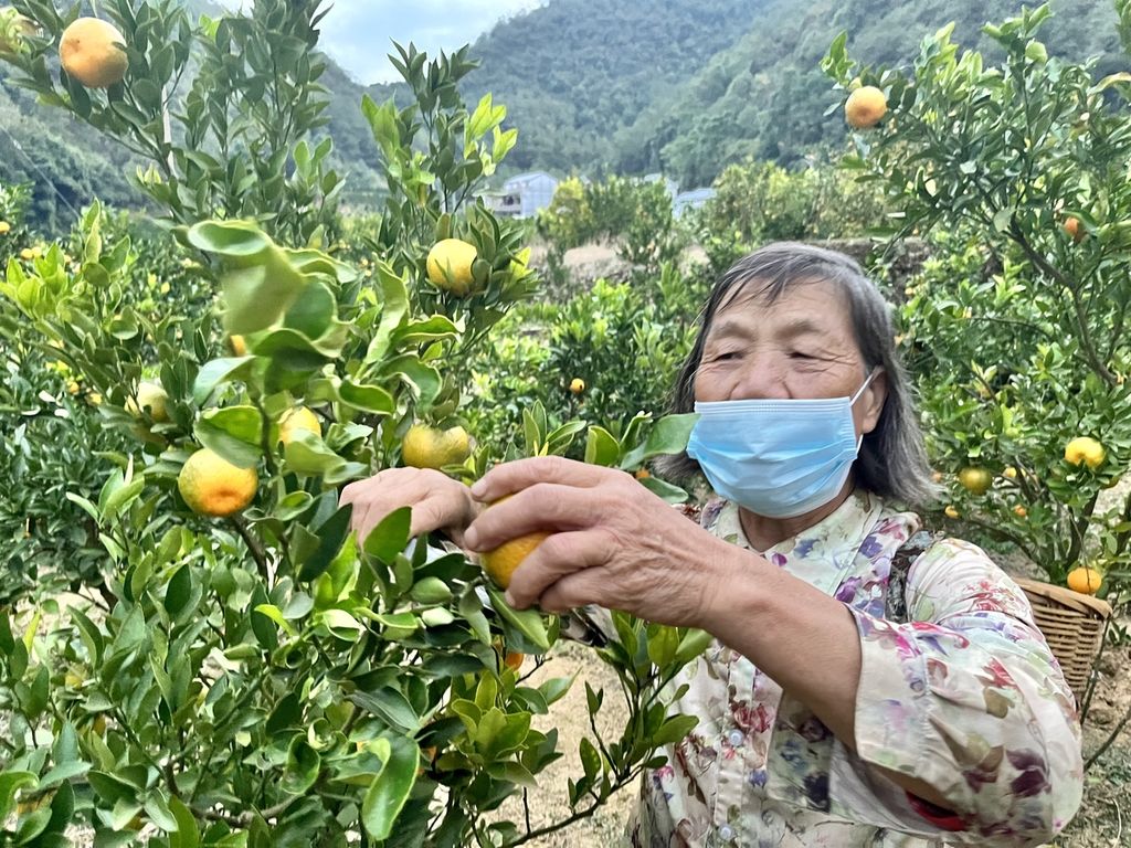 Seorang petani jeruk di Desa Jianglong, Xiangjie Township, Wenshan, Yunnan, sedang memanen jeruk di kebun tetangganya, Kamis (17/11/2022). Kebun jeruk ini berada di kawasan karst yang dulu sulit untuk ditanami. Setelah tanahnya diolah dan batu-batunya dibuang, barulah bisa ditanami dan kini daerahnya subur.