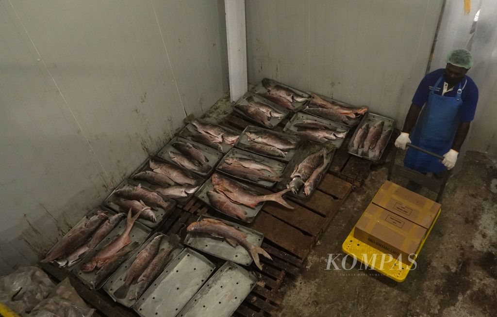 Pekerja menyimpan kardus berisi potongan ikan tangkapan nelayan Kamoro di fasilitas <i>cold storage</i> di pabrik pengolahan ikan milik Koperasi Maria Bintang Laut (KMBL), Timika, Papua, Kamis (17/3/2022).