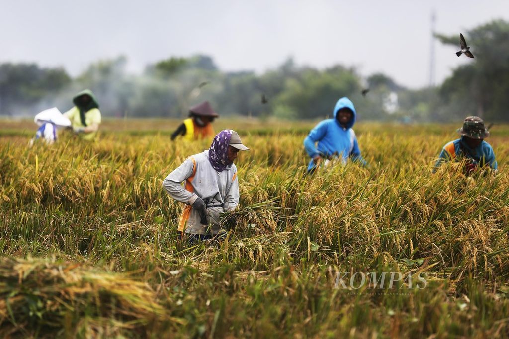 Buruh borongan asal Ngawi sedang memanen padi di Desa Pelem Gadung, Karangmalang, Sragen, Jawa Tengah, pada musim panen raya yang pertama, Rabu (1/3/2023). 