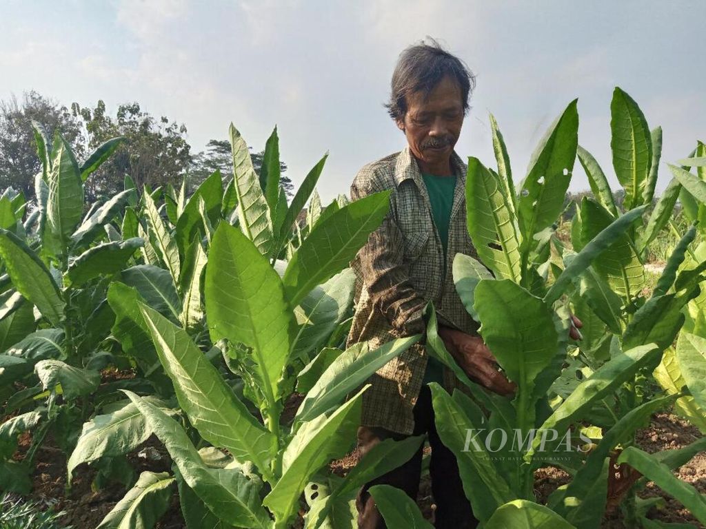 Petani di Kabupaten Temanggung, Jateng, memanen tembakau pada September 2019.
