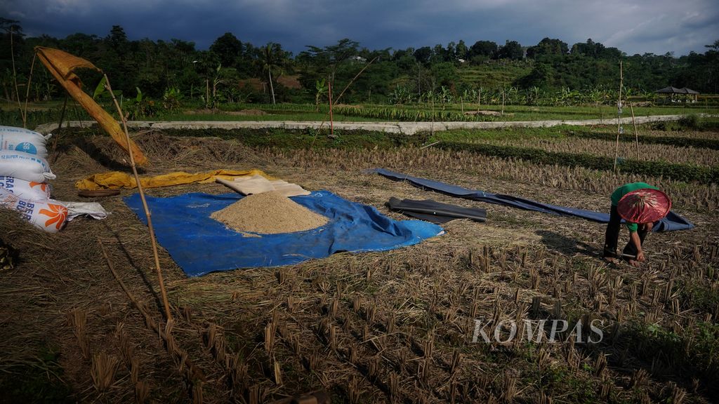 Petani mengumpulkan gabah hasil panen di lahan persawahan di Mulyaharja, Kota Bogor, Jawa Barat, Minggu (9/7/2023). Sektor pertanian saat ini dihadapkan pada fenomena El Nino yang diperkirakan akan melanda pada semester II tahun 2023.