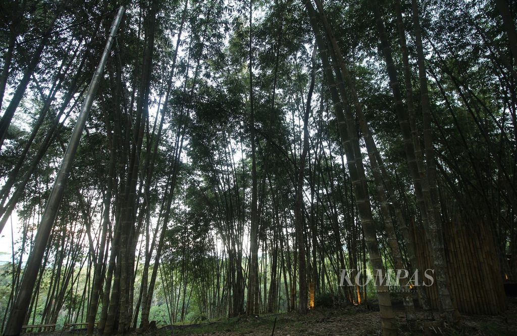 Hutan bambu di Golewa, Kabupaten Ngada, Nusa Tenggara Timur, Nusa Tenggara Timur, Rabu (22/6/2022).