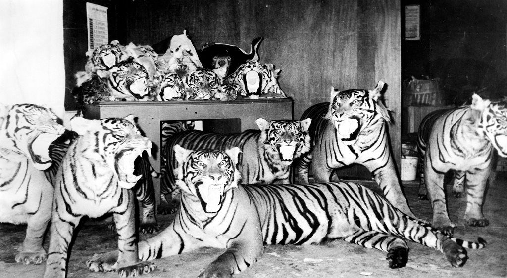 Harimau yang sudah dioffset, akhir Januari 1981.