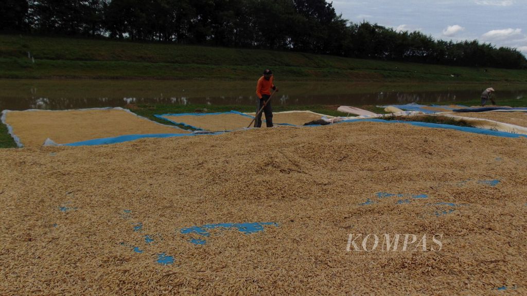 Petani menjemur gabah di sekitar aliran Bendung Rentang, di Kecamatan Jatitujuh, Kabupaten Majalengka, Jawa Barat. Petani di daerah tersebut mengeluhkan serangan hama wereng yang membuat produksi berkurang.