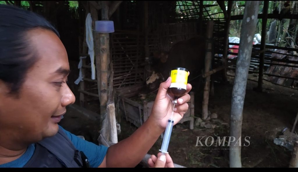 Topan Nugroho (40) mantri kesehatan hewan sedang memberi pengobatan pada sapi di Desa Kesamben Kulon, Kecamatan Wringin Anom, Kabupaten Gresik, Jawa Timur, Kamis (16/6/2022). Topan bertugas di tiga kecamatan selama wabah penyakit mulut dan kuku melanda.