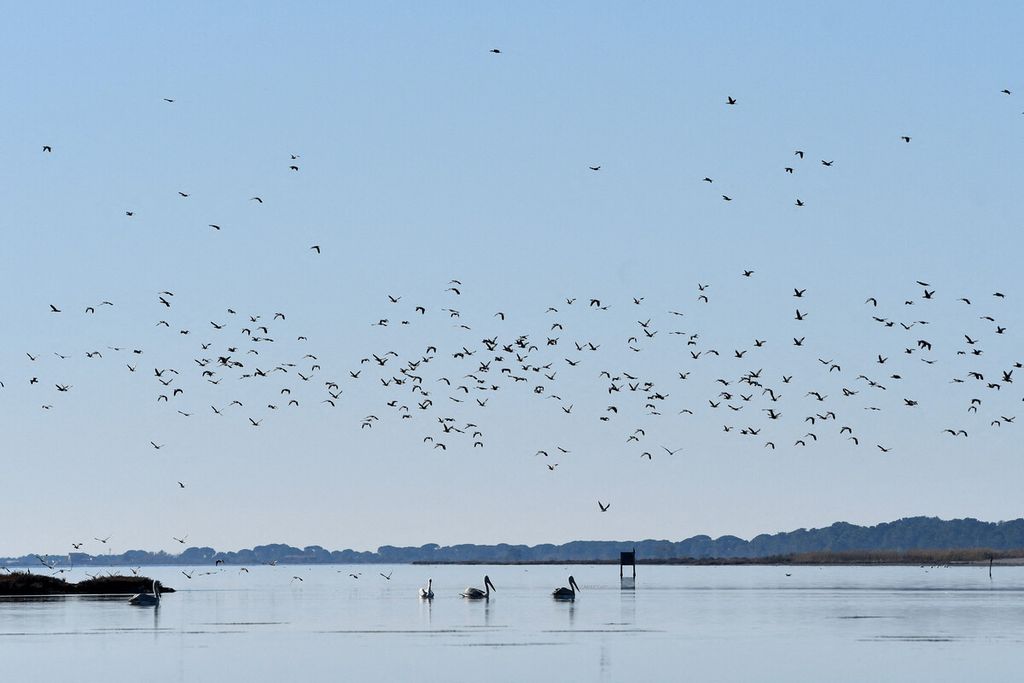 Koloni burung terbang di atas laguna Karavasta di dalam Taman Nasional Divjaka-Karavasta, Albania, akhir Januari 2022. 