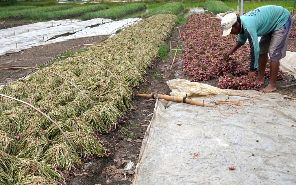 Petani menjemur bawang merah panenan mereka di Desa Padasugih, Kecamatan Brebes, Kabupaten Brebes, Jawa Tengah, Sabtu (19/12/2020). 
