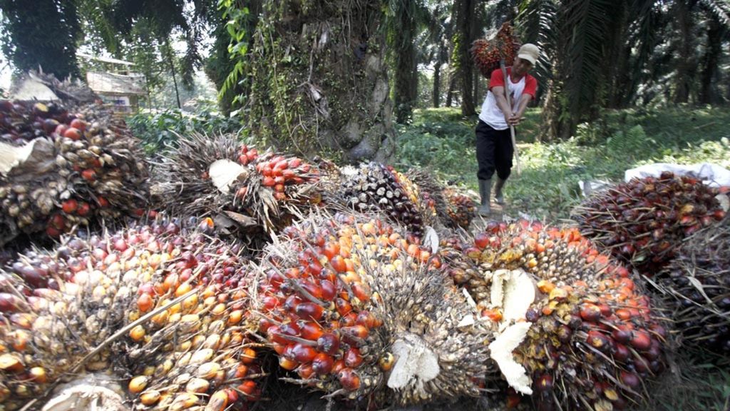 Seorang pekerja memanen tandan buah segar sawit di sebuah perkebunan di Cimulang, Kabupaten Bogor, Jawa Barat, 10 September 2019.