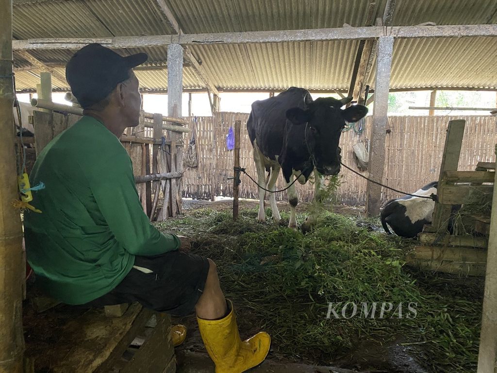 Peternak menunggui ternaknya yang terpapar PMK di sebuah kandang komunal di Desa Kalisidi, Kecamatan Ungaran Barat, Kabupaten Semarang, Jawa Tengah, Kamis (2/6/2022). 