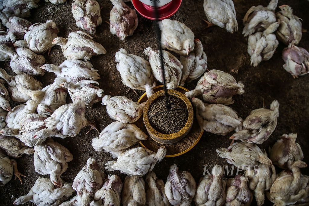 Ribuan ayam broiler di sebuah pengepul ayam broiler di Pegasinan, Gunung Sindur, Bogor, Jawa Barat, Selasa (22/9/2020). Harga ayam broiler di tingkat pengepul berkisar Rp 24.000 per kilogram, tetapi harga itu terus berfluktuasi setiap harinya. Sementara harga di tingkat peternak berkisar 15.000 hingga Rp 19.000 per kilogram.