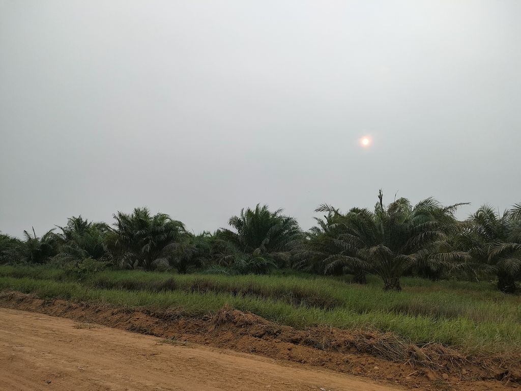 Perkebunan sawit di Kecamatan Tamban, Kabupaten Barito Kuala, Kalimantan Selatan, Rabu (4/10/2023), menggunakan lahan bekas sawah yang tidak diusahakan dan menjadi lahan tidur. Lahan berupa rawa gambut yang relatif tidak mudah ditanami padi. 