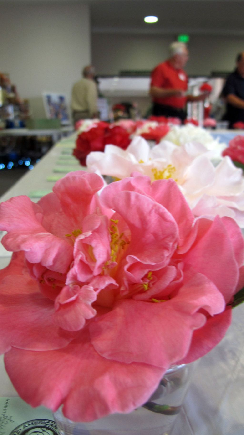 Ratusan bunga kamelia dipajang di Pensacola, Florida, Amerika Serikat saat pertemuan tahunan American Camellia Society.