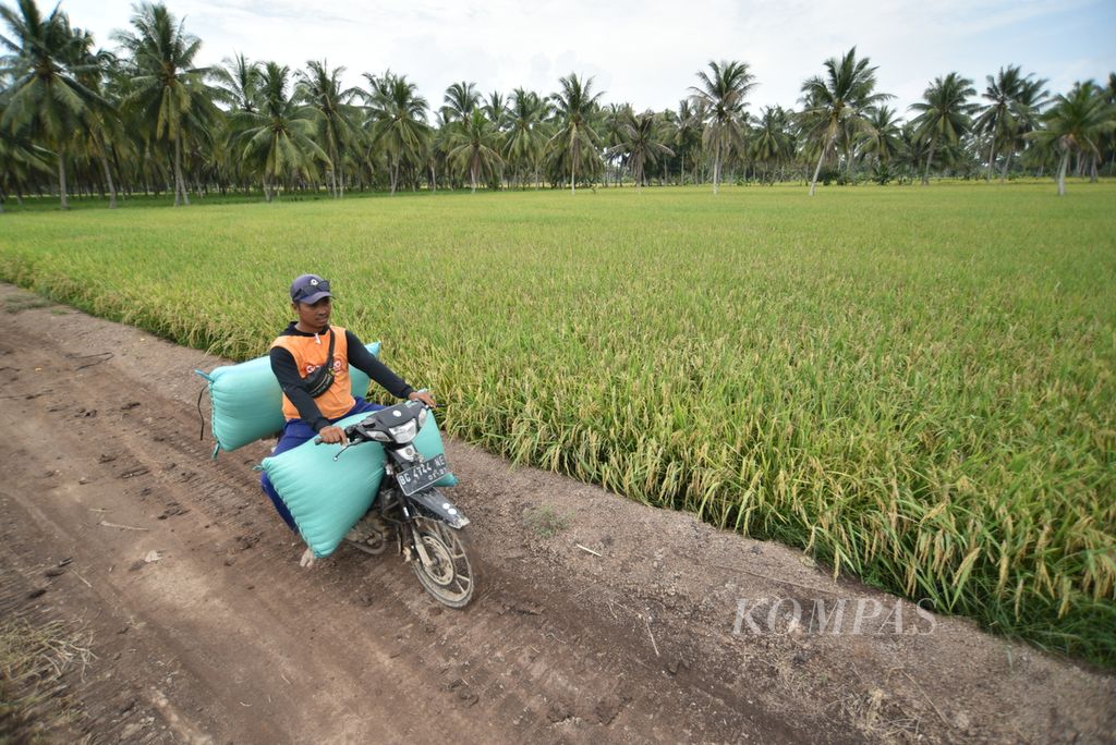Petani mengangkut gabah kering menggunakan sepeda motor seusai memanen dengan alat komben di persawahan Desa Purwosari, Tanjung Lago, Sumatera Selatan, Senin (26/2/2024).