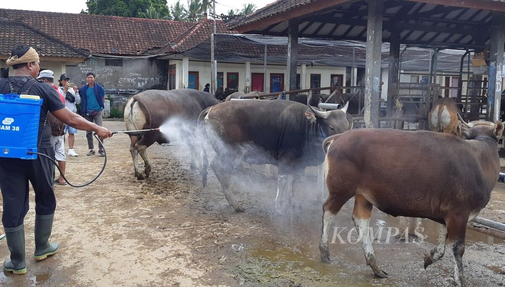 Petugas Pasar Hewan Beringkit, Mengwi, Kabupaten Badung, menyemprotkan larutan disinfektan dan antiseptik ke ternak sapi yang didatangkan di Pasar Hewan Beringkit, Selasa (5/7/2022).