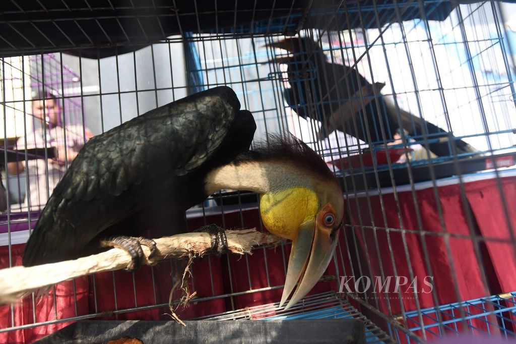 Julang Emas ( <i>Rhyticeros undulatus</i>), satu dari sejumlah hewan yang dihadirkan dalam rilis Penanganan Tindak Pidana Konservasi Sumber Daya Alam Hayati dan Ekosistem oleh Ditreskrimsus Polda Jawa Timur di Markas Kepolisian Daerah Jawa Timur, Senin (4/2/2020).