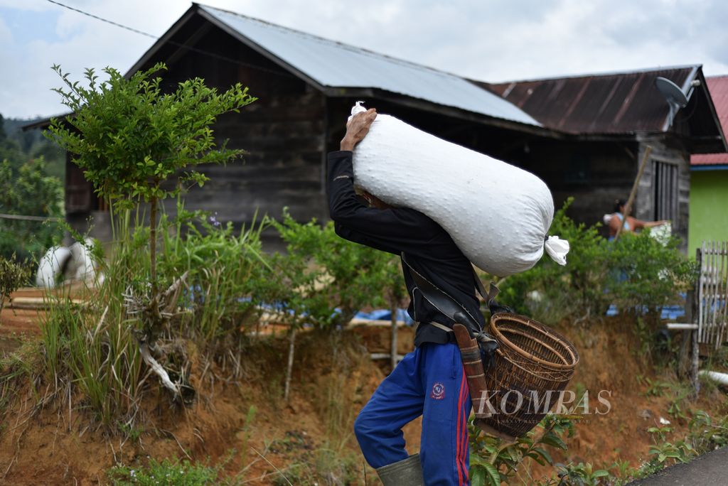 Petani mengangkut karung buah kopi seusai dipanen dari kebun di kawasan Rimba Candi, Dempo Tengah, Kota Pagaralam, Sumsel, Kamis (4/7/2024).