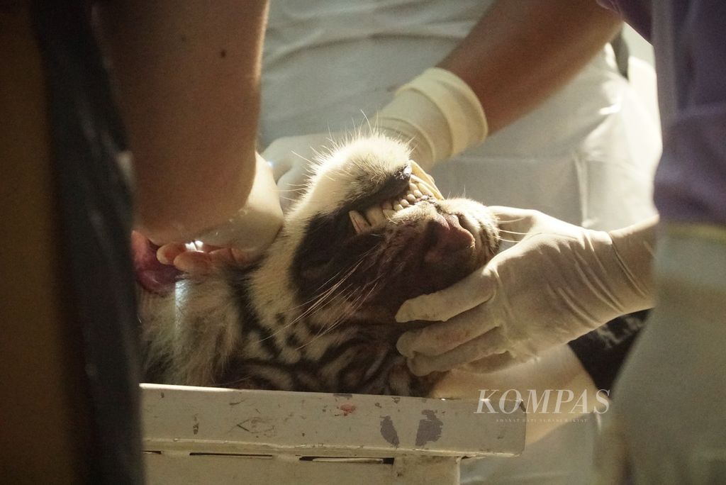 Dokter hewan melakukan nekropsi terhadap bangkai harimau sumatera asal Pasaman di Rumah Sakit Hewan Sumatera Barat di Kota Padang, 16 Mei 2023. Harimau tersebut sebelumnya mati karena gagal pernapasan dan stres panas saat terperangkap jerat babi yang dipasang warga. 