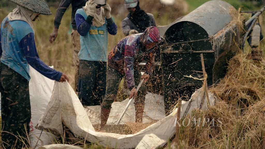 Buruh tani mengumpulkan gabah kering panen dari mesin perontok padi dalam panen padi Inpari 32 di areal persawahan di Kecamatan Rawamerta, Kabupaten Karawang, Jawa Barat, Minggu (20/2/2022). 