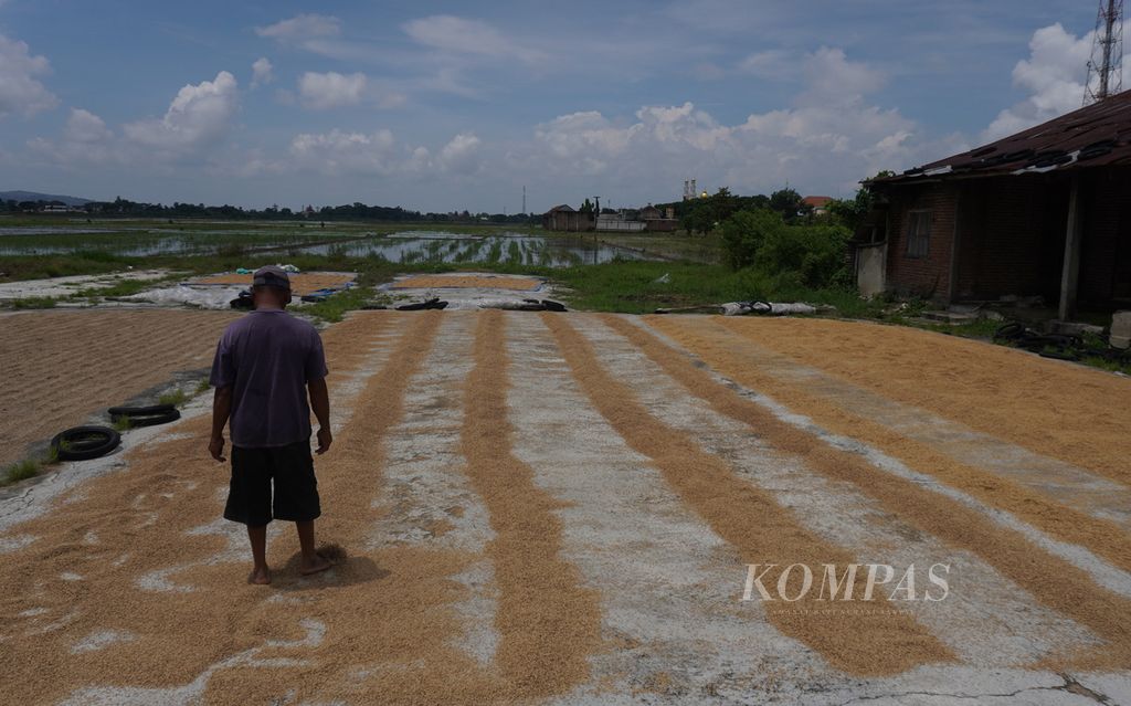 Pekerja menjemur gabah di halaman tempat penggilingan padi di Desa Medini, Kecamatan Undaan, Kabupaten Kudus, Jawa Tengah, Minggu (25/2/2024).