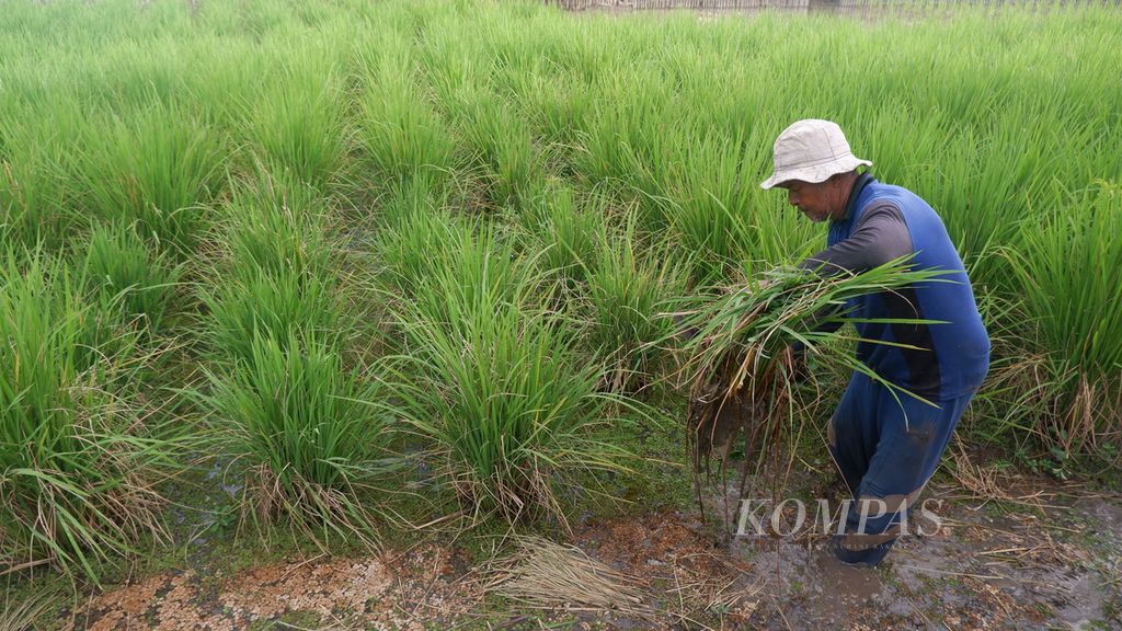 Petani di Desa Malintang, Kecamatan Gambut, Kabupaten Banjar, Kalimantan Selatan, membabat tanaman padi di sawahnya yang terserang hama tungro, Selasa (10/5/2022). Serangan tungro membuat banyak petani di Kalsel gagal panen.
