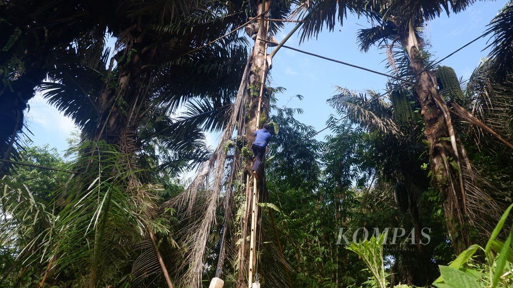 Baharuddin (60) memanjat pohon aren untuk memanen nira di kawasan Bukit Mamake, Desa Sarang Tiung, Kecamatan Pulau Laut Sigam, Kabupaten Kotabaru, Kalimantan Selatan, Selasa (5/7/2022). Nira itu selanjutnya diolah menjadi gula aren.