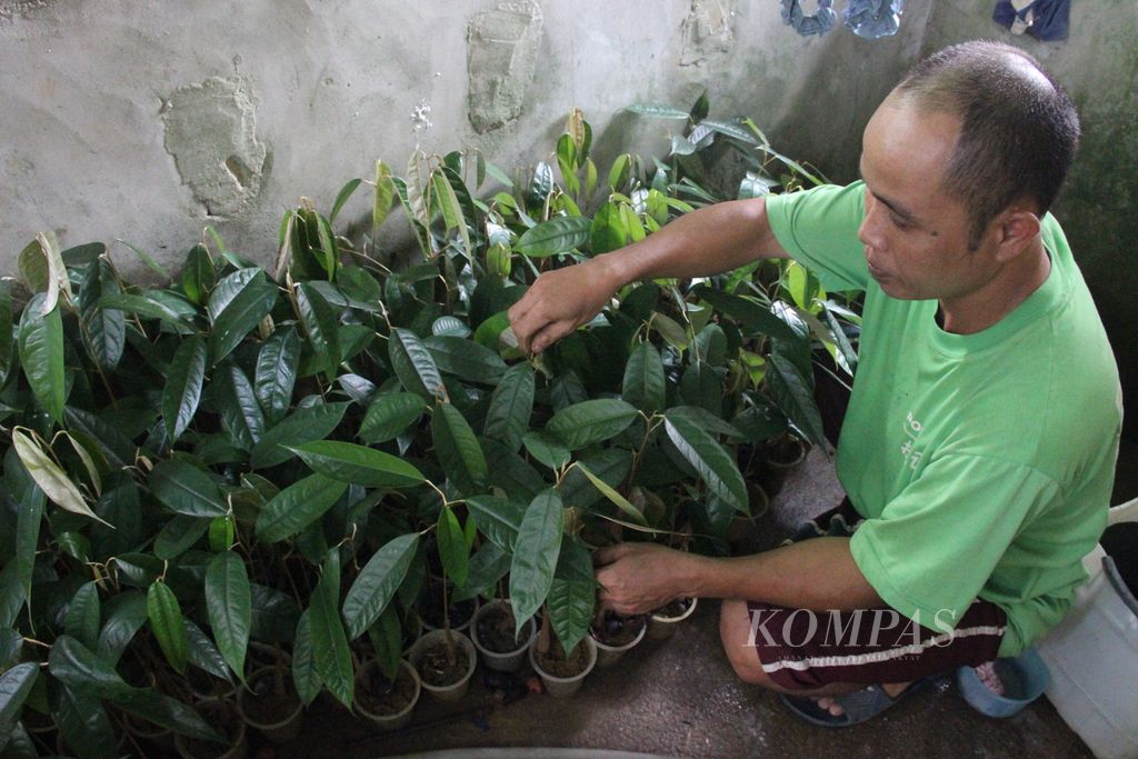 Salah satu warga Kecamatan Singkawang Timur, Kota Singkawang, Kalimantan Barat, sedang memperlihatkan pembibitan duriannya, Kamis (19/1/2023).