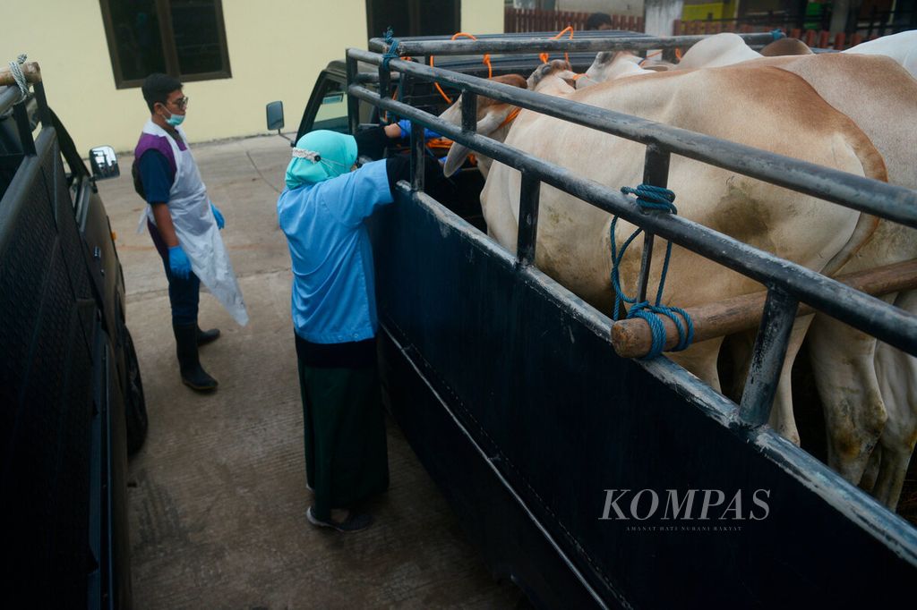 Petugas memeriksa kesehatan setiap sapi sebelum diturunkan dari kendaraan di Pasar Hewan Ambarawa, Kabupaten Semarang, Jawa Tengah, Kamis (12/5/2022). 
