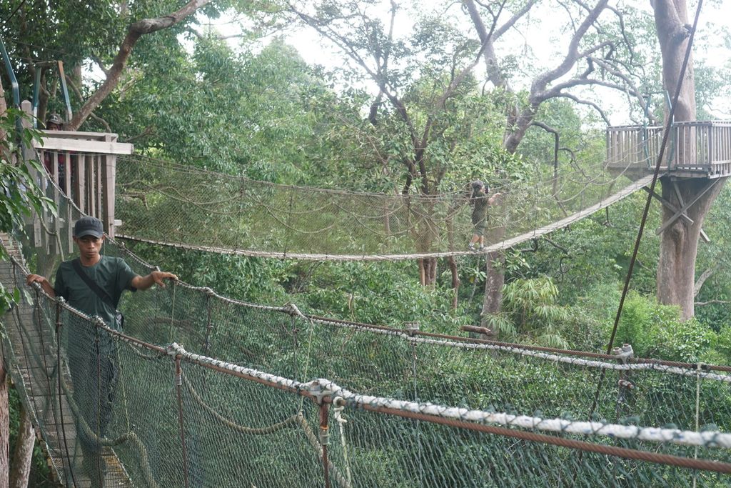 Pengunjung melintasi jembatan gantung di atas pohon di wisata alam Bukit Bangkirai, Kutai Kartanegara, Kalimantan Timur, Sabtu (19/8/2023). Sejumlah pengunjung ini mengikuti Kemah Konservasi yang diadakan Otorita Ibu Kota Nusantara pada 18-20 Agustus 2023.
