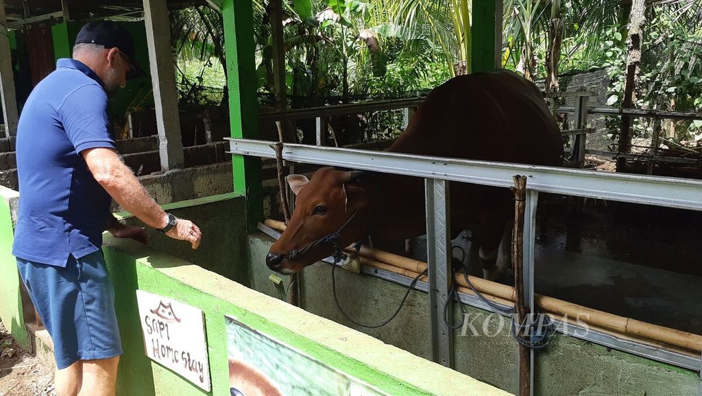 Dokumentasi <i>Kompas </i>ketika kunjungan CEO Global Environment Facility (GEF) Carlos Manuel Rodriguez ke Sukadanta Organic Farm di Desa Klumpu, Kecamatan Nusa Penida, Kabupaten Klungkung, Bali, Kamis (24/3/2022). Di area kebun organik tersebut juga terdapat ternak sapi. 