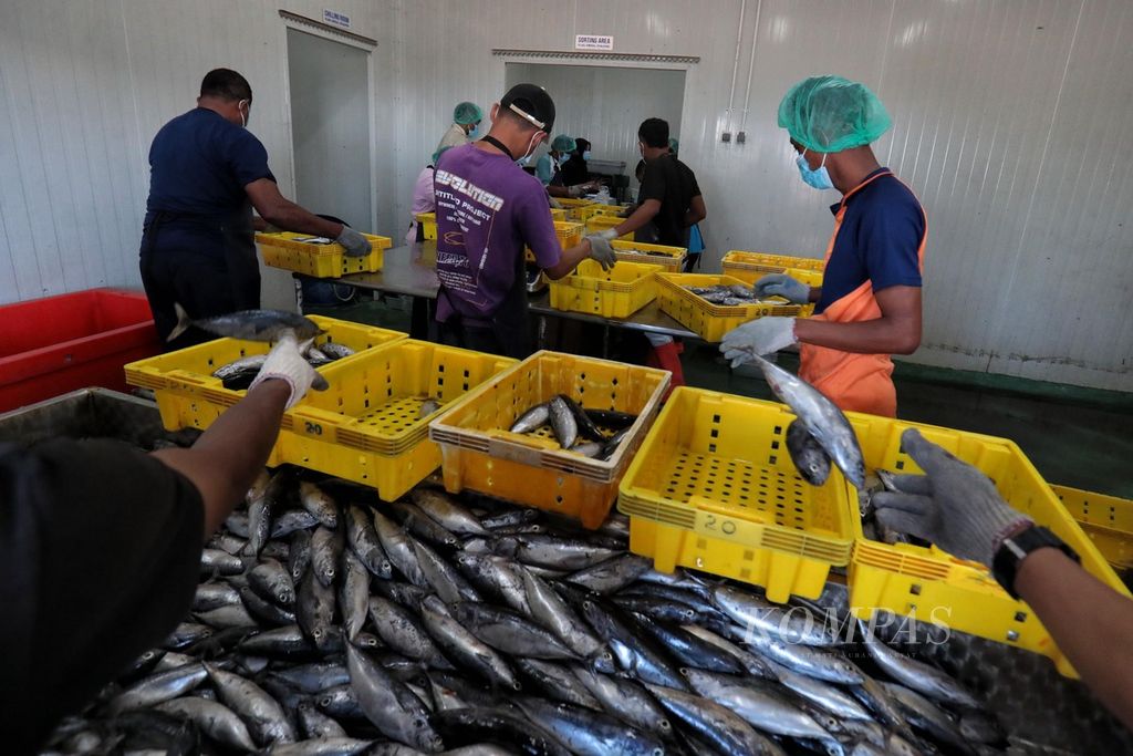 Pekerja PT Fajar Flores Flamboyan Fishing sedang memilah ikan berdasarkan kualitas dan ukurannya sebelum dimasukkan ke gudang pendingin di Maumere, Sikka, Nusa Tenggara Timur, Kamis (8/6/2023). Pada tahun 2022, produksi perikanan daerah tersebut sebesar 22.137,33 ton. 