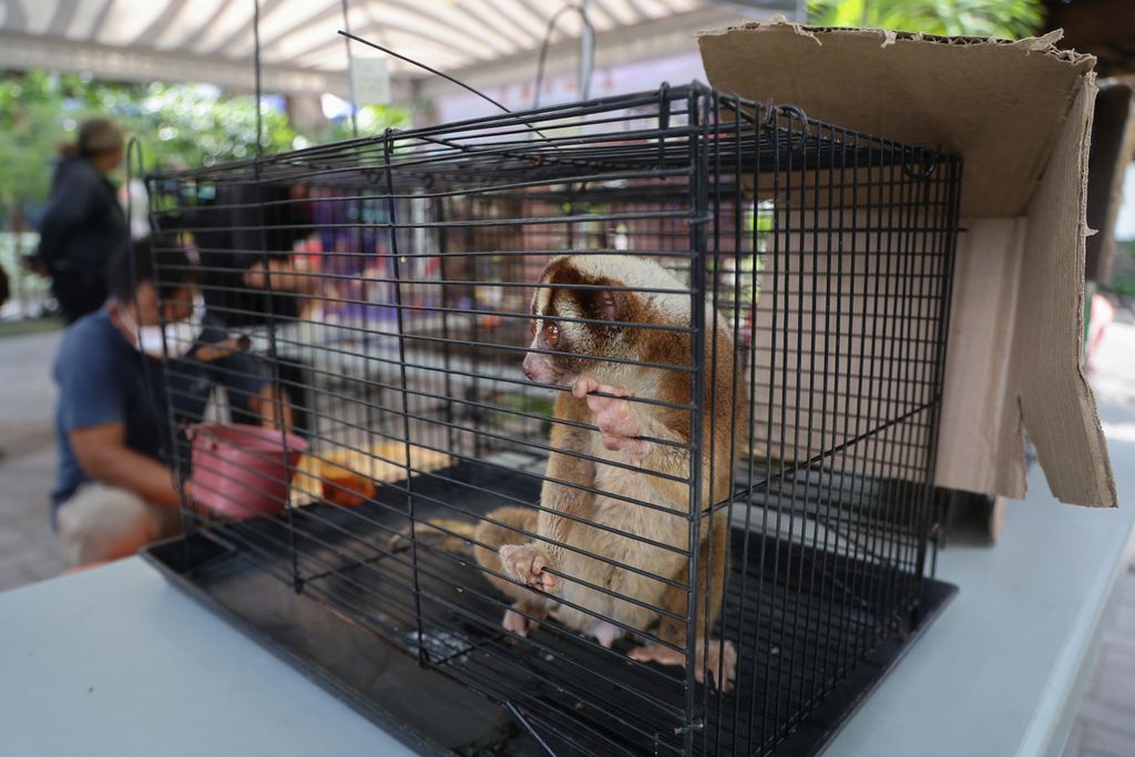 Sejumlah kukang jawa yang jadi korban perdagangan satwa dilindungi ditunjukkan dalam jumpa pers di Kebun Binatang Gembira Loka Zoo, Yogyakarta, Jumat (22/10/2021).