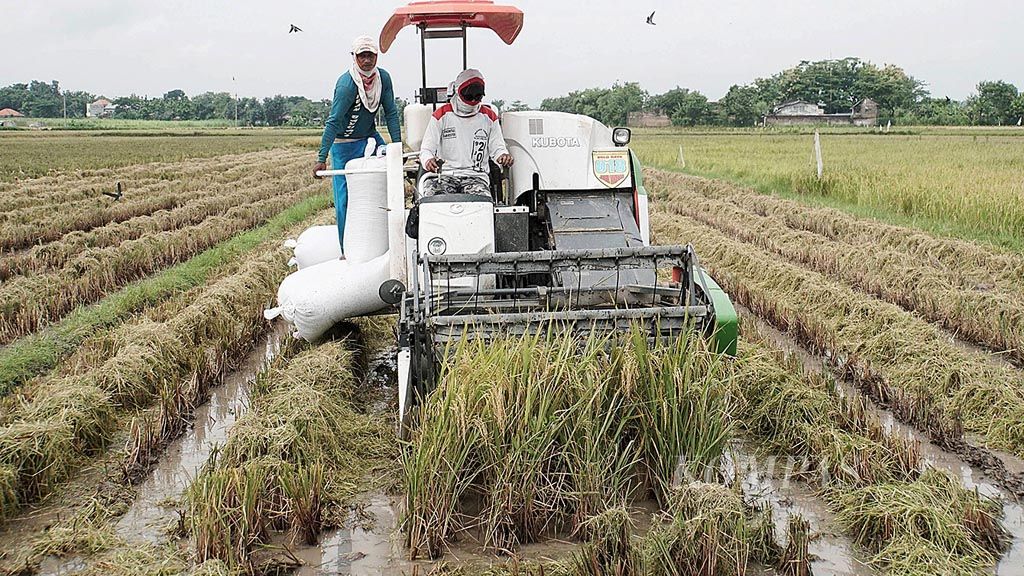 Petani memanen padi menggunakan mesin Combine Harvester di Desa Dibal, Kecamatan Ngemplak, Kabupaten Boyolali, Jawa Tengah, Kamis (11/1). Meski mulai panen, harga beras masih bertahan tinggi. 