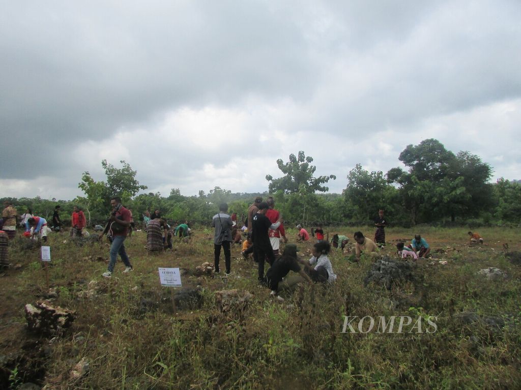Peserta peluncuran pemulihan cendana rakyat menanam anakan cendana dan beberapa anakan pohon bernilai ekonomi lain di Desa Baumata Utara, Kabupaten Kupang, NTT, Jumat (26/1/2024).