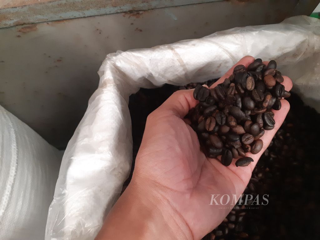 Sampel kopi Gending Sriwijaya yang pabriknya baru saja beroperasi, Kamis (30/3/2023). Pabrik ini dibuka sebagai alternatif bagi petani menjual hasil perkebunannya termasuk memperkuat identitas kopi Sumsel.