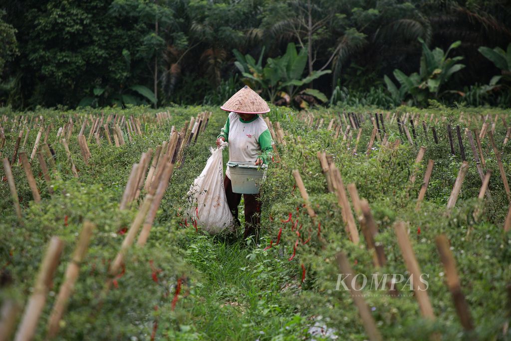 Buruh petani memanen cabai di Selagai Lingga, Kabupaten Lampung Tengah, Lampung, Selasa (27/12/2022). Petani mengakui tanaman cabai yang terserang hama membuat hasil panen kurang maksimal.