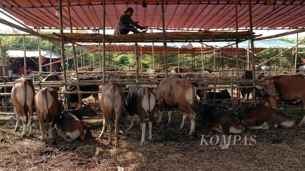 Pekerja mengawasi sapi di tempat penjualan hewan kurban di Desa Setiamekar, Kecamatan Tambun Selatan, Kabupaten Bekasi, Jawa Barat, Jumat (10/6/2022). Sapi yang dijual tersebut sudah divaksin dan menjalani karantina untuk pencegahan wabah penyakit mulut dan kuku (PMK). 