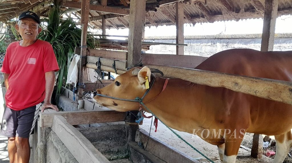 I Wayan Lumur, pemilik ternak sapi bali, yang juga Ketua Kelompok Ternak Dharma Semara, Banjar Semaga, Kelurahan Penatih, Kecamatan Denpasar Timur, Kota Denpasar, Sabtu (10/6/2023).  
