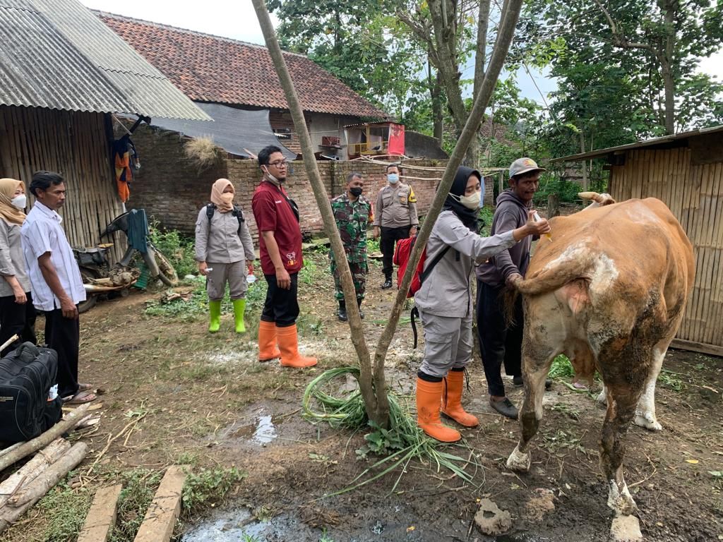 Petugas dari Tim kesehatan hewan ternak Kota Malang memeriksa kondisi ternak di Kelurahan Lesanpuro, Kecamatan Kedungkandang, Kota Malang, Jawa Timur. Hal itu dilakukan setelah ada laporan dugaan sapi terjangkit penyakit mulut dan kuku (PMK). 