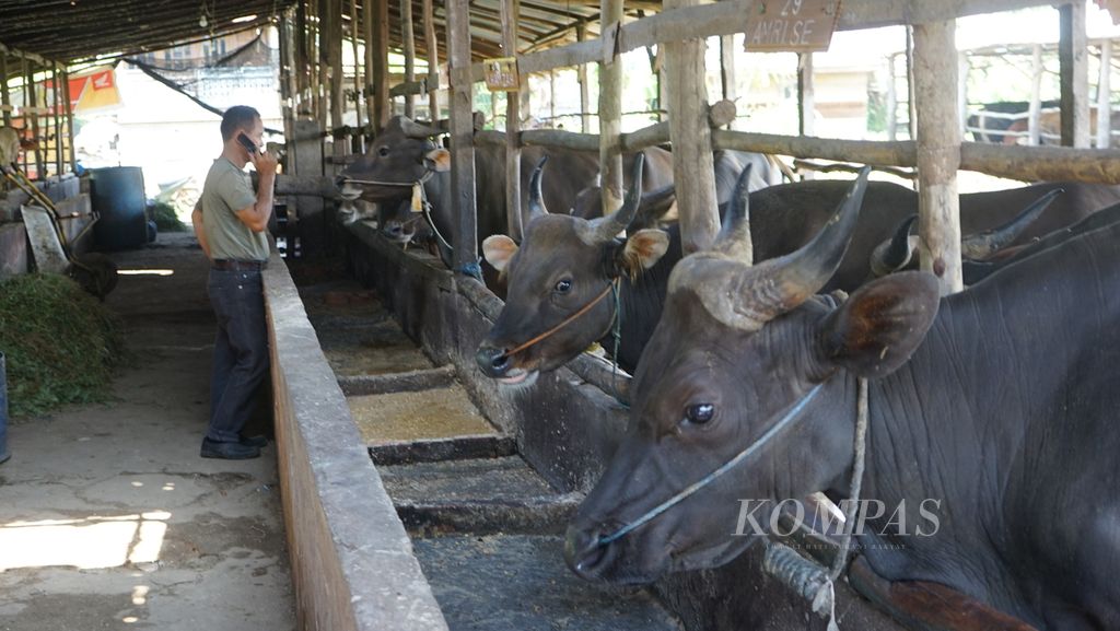Puluhan sapi yang berada di salah satu peternakan sapi yang ada di Palembang, Sumatera Selatan, Selasa (28/6/2022). Sapi tersebut dipersiapkan sebagai hewan kurban pada Idul Adha.