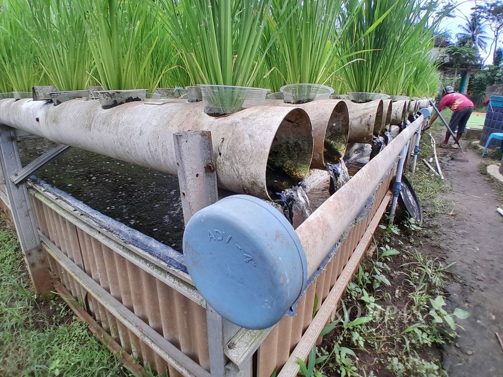 Pekerja beraktivitas di sekitar tanaman padi yang ditanam secara hidroganik di Bengkel Mimpi milik Basiri di Desa Kanigoro, Kecamatan Pagelaran, Kabupaten Malang, Jawa Timur, Senin (26/2/2024) sore.