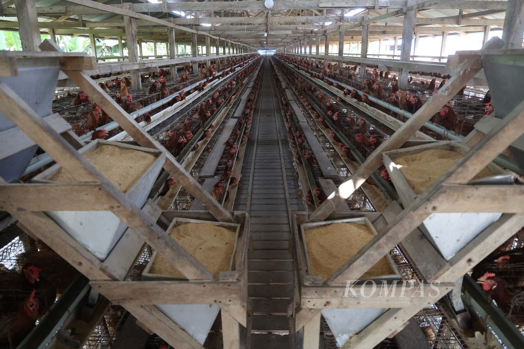 Mesin pemberi pakan konvensional yang masih digunakan di sebagian kandang di peternakan ayam petelur PT Radja Poultry Shop di Kecamatan Guguak, Kabupaten Lima Puluh Kota, Sumatera Barat, Selasa (13/6/2023). 