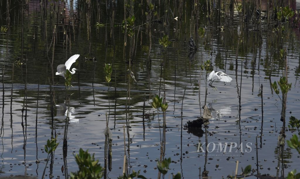 Burung kuntul perak terlihat di kawasan mangrove Telok Bangko, Kelurahan Lok Tuan, Kecamatan Bontang Utara, Kota Bontang, Kalimantan Timur, Senin (23/10/2023). Burung dilindungi ini dapat dijumpai di kawasan pesisir hutan bakau di Kota Bontang. 